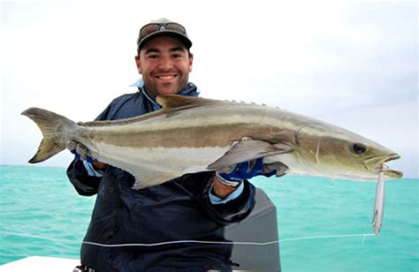 Cobia Fish Facts .